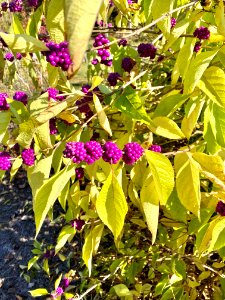 Bushes, Asheville Highway, Sylva, NC 