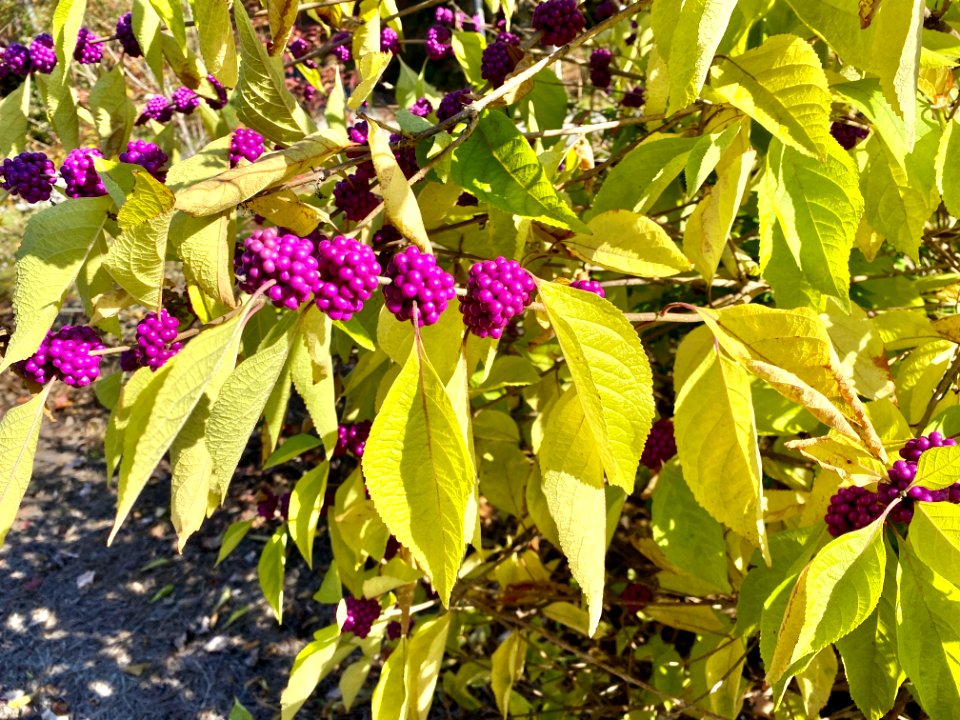 Bushes, Asheville Highway, Sylva, NC 
