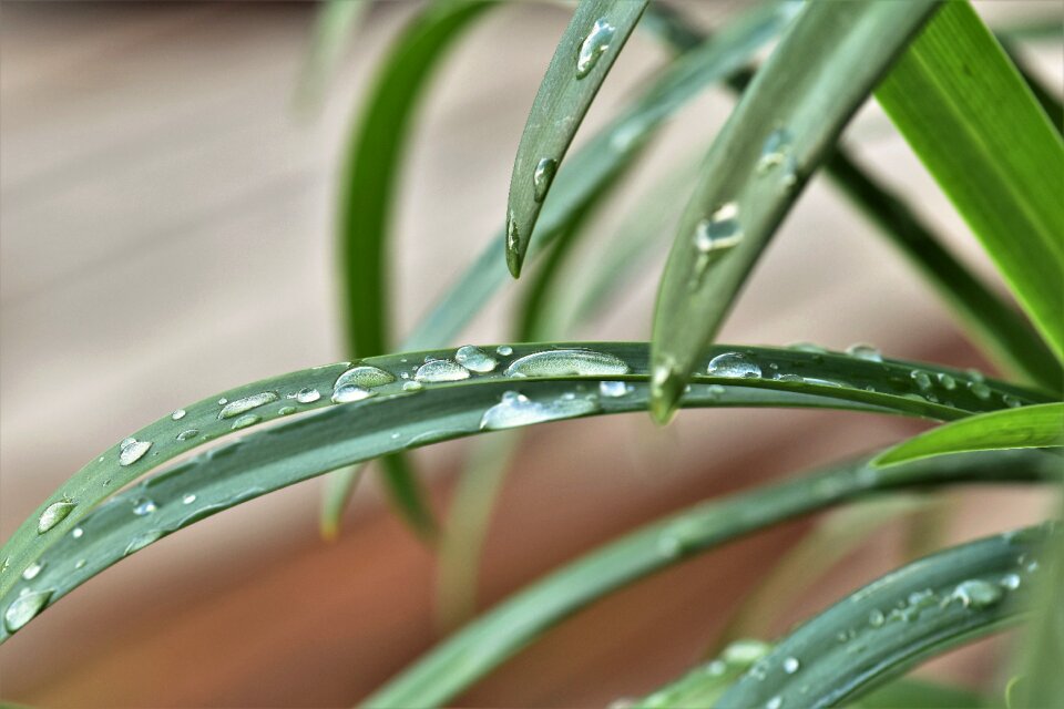 Summer nature leaf