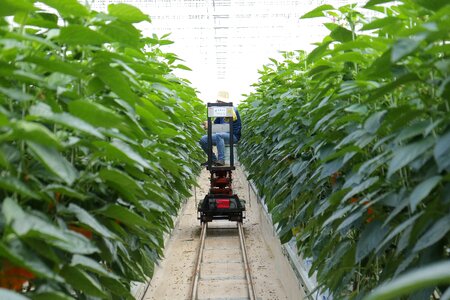 Paprika harvest smart farm