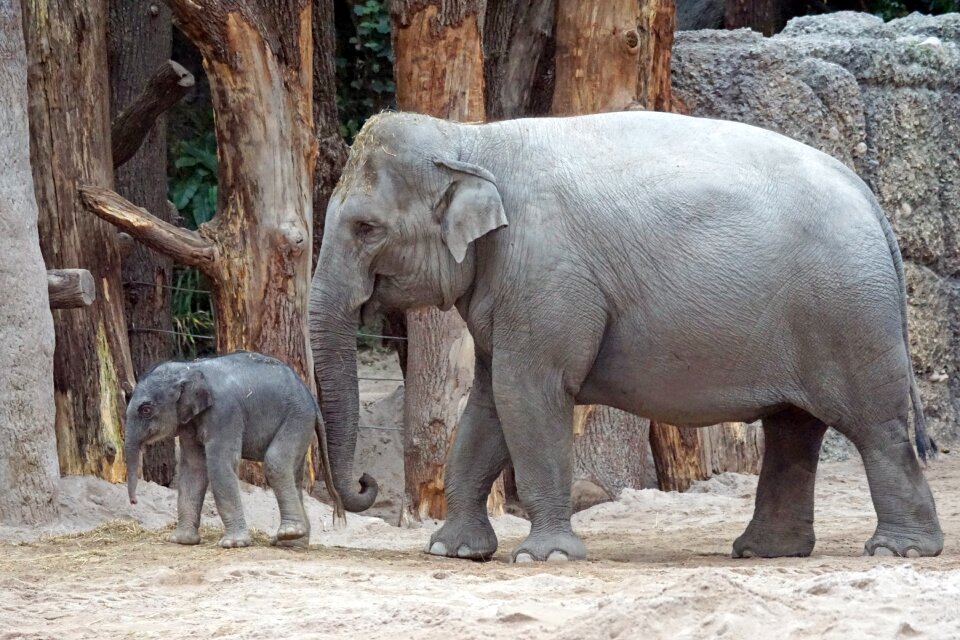 Mammal elephas maximus pachyderm
