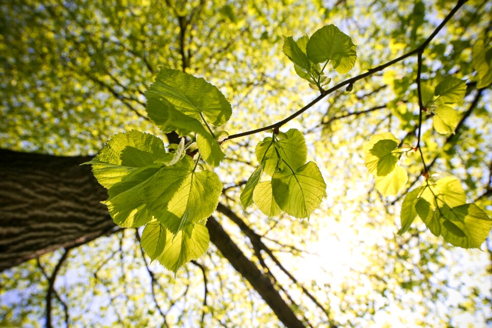 Green sunny tree