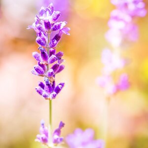 Bloom flower lavender flowers photo