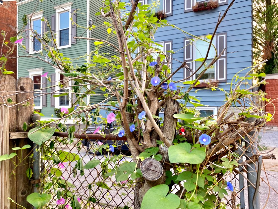 Perry Street, Mainstrasse Village, Covington, KY 