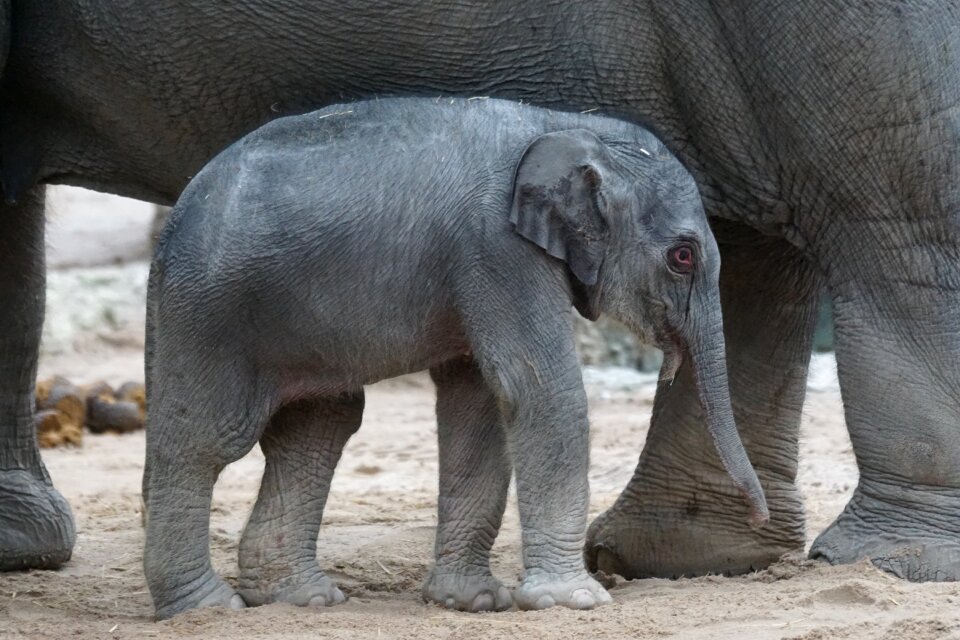 Mammal elephas maximus pachyderm