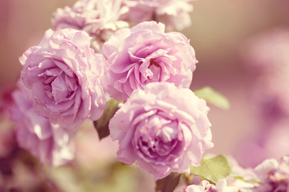 Bush nature blossom