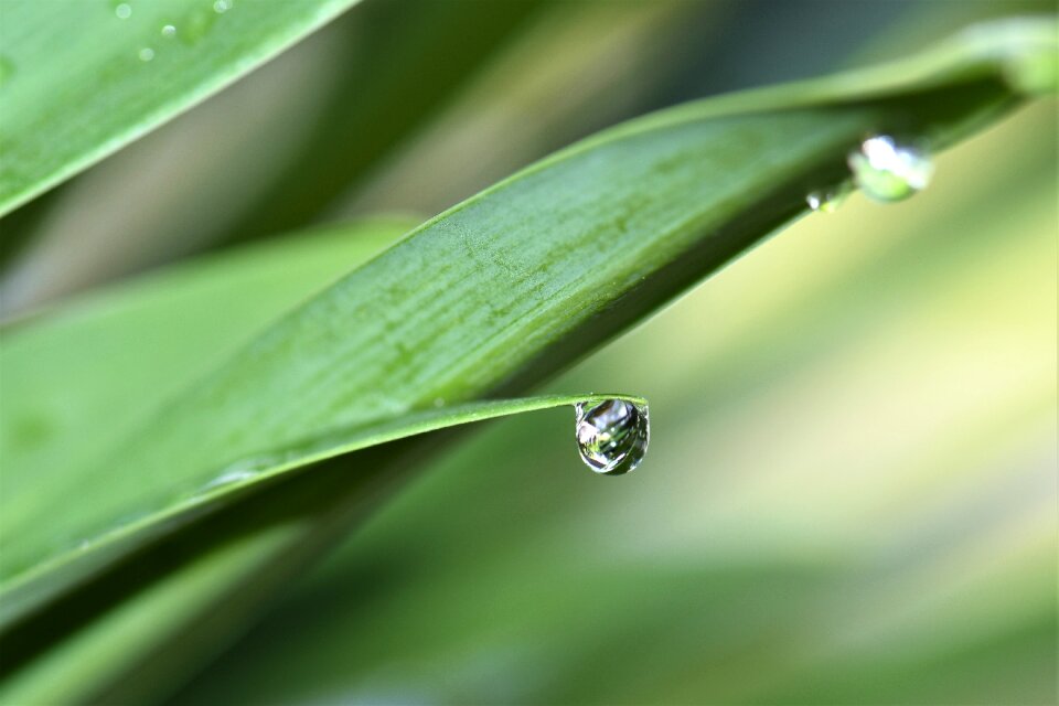 Summer nature leaf