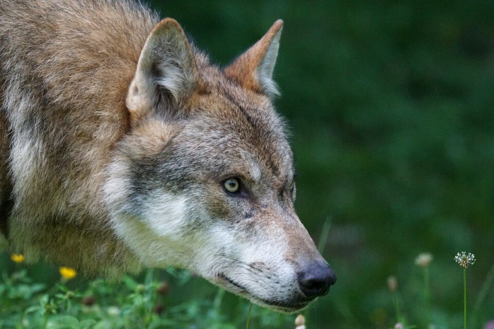Carnivores mammal attention