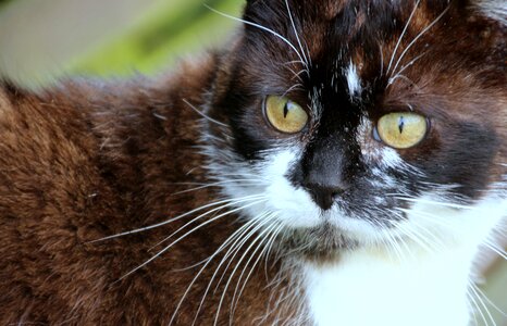 Snout domestic cat animal