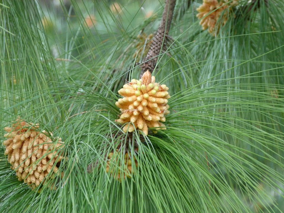 Nature fruits tree