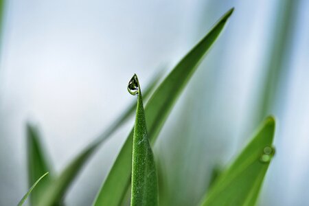 Summer nature leaf