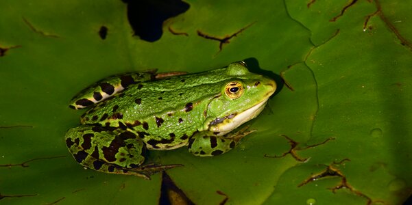 Nature amphibians green photo