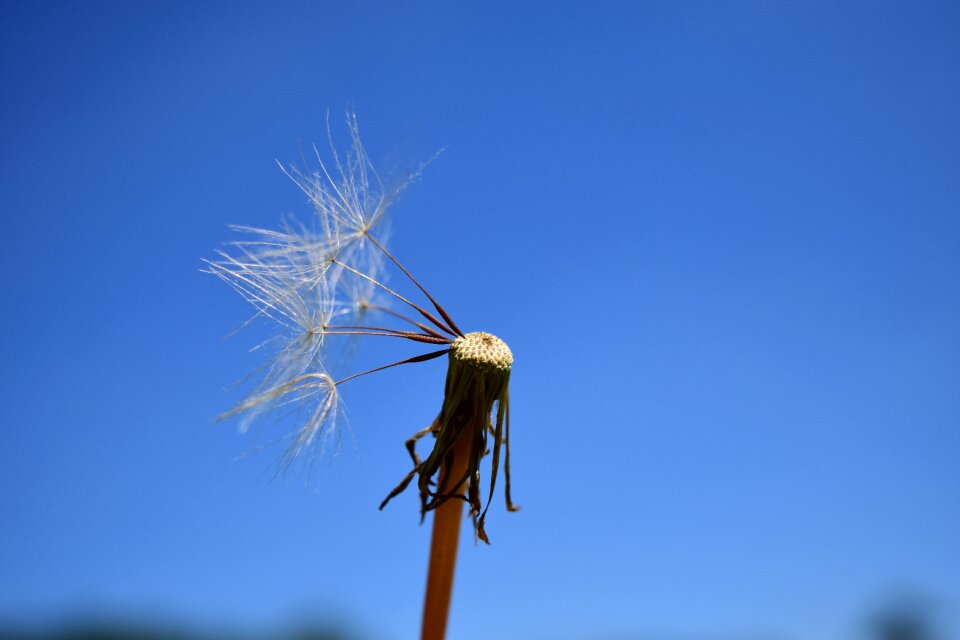 Dandelion seeds sky plant