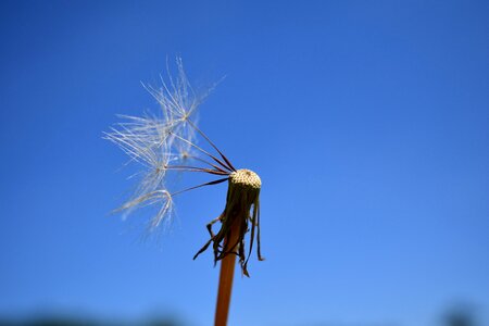 Dandelion seeds sky plant