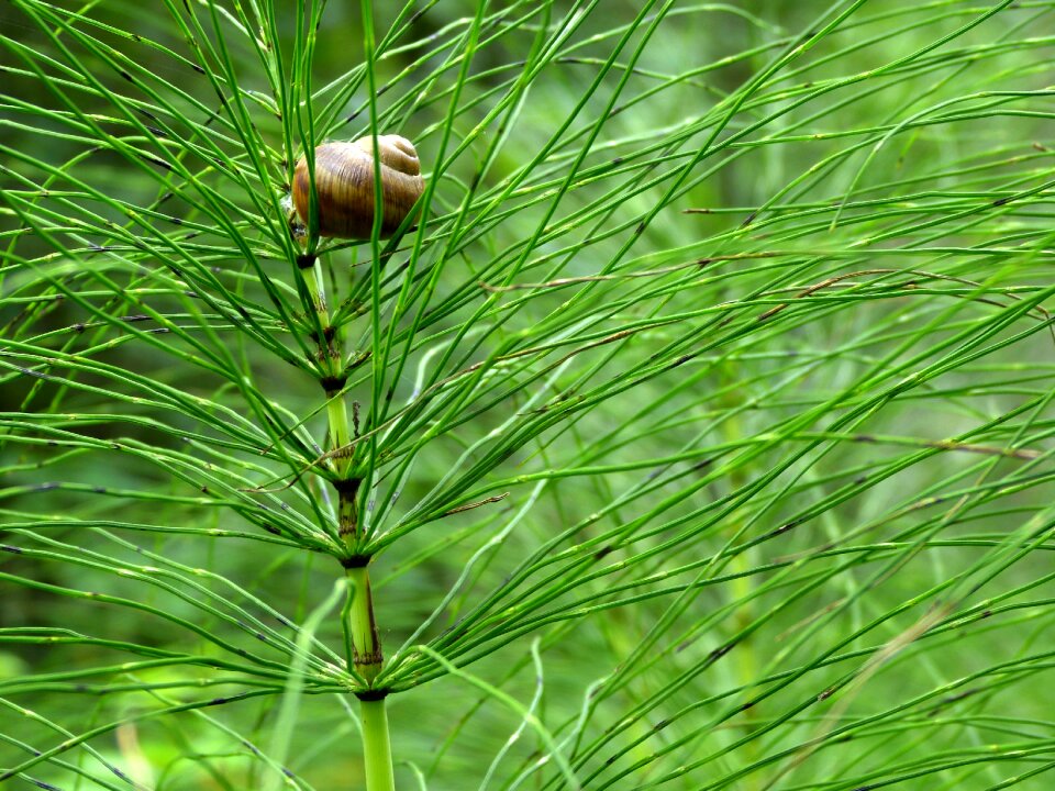 Plant nature close up