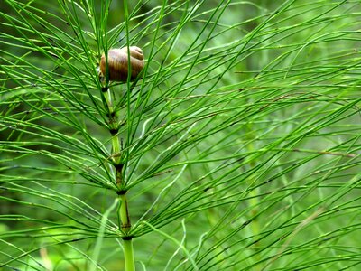Plant nature close up