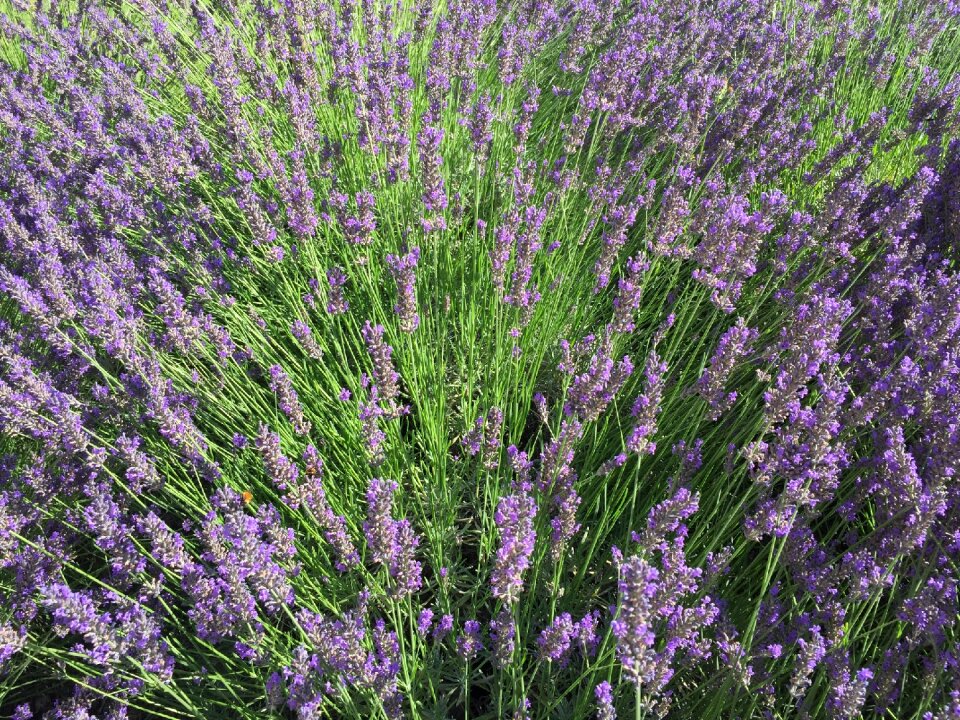 Field bouquet spring