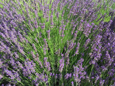 Field bouquet spring