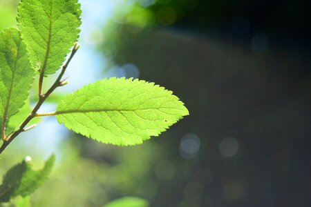 Shadow leaf sun photo