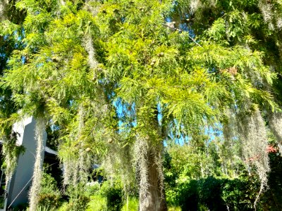 Trees, Drayton Hall, West Ashley, Charleston, SC 