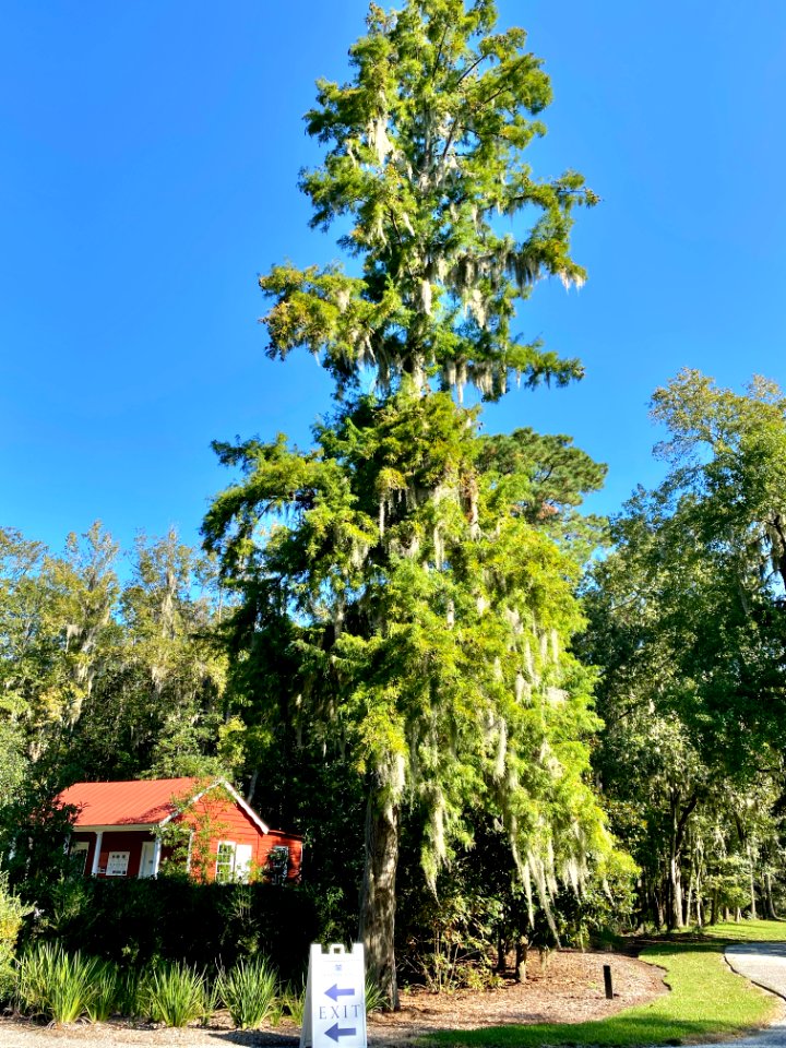 Trees, Drayton Hall, West Ashley, Charleston, SC 