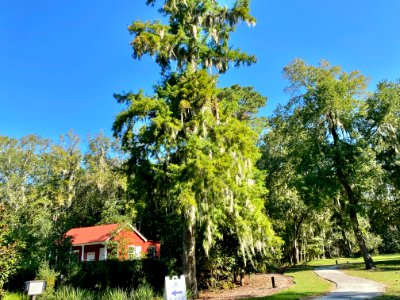 Trees, Drayton Hall, West Ashley, Charleston, SC 