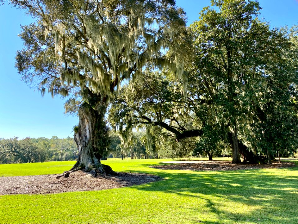 Trees, Drayton Hall, West Ashley, Charleston, SC 