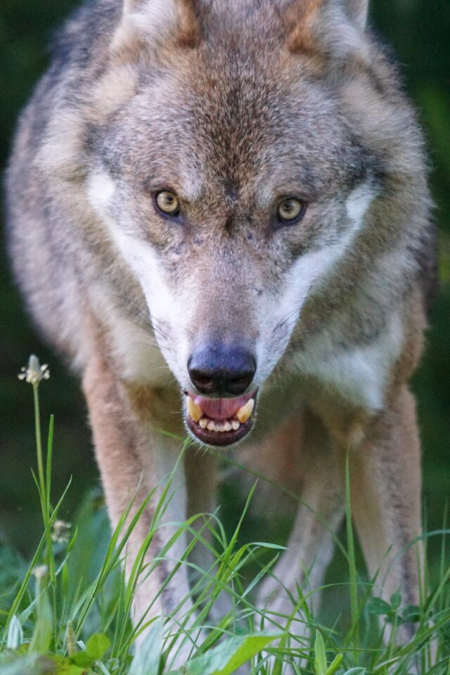 Carnivores mammal attention