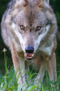Carnivores mammal attention
