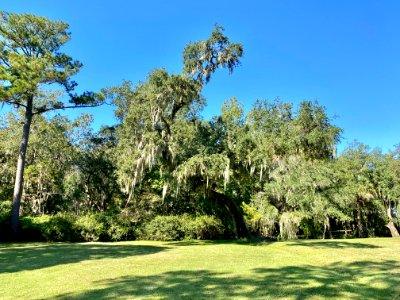 Trees, Drayton Hall, West Ashley, Charleston, SC 