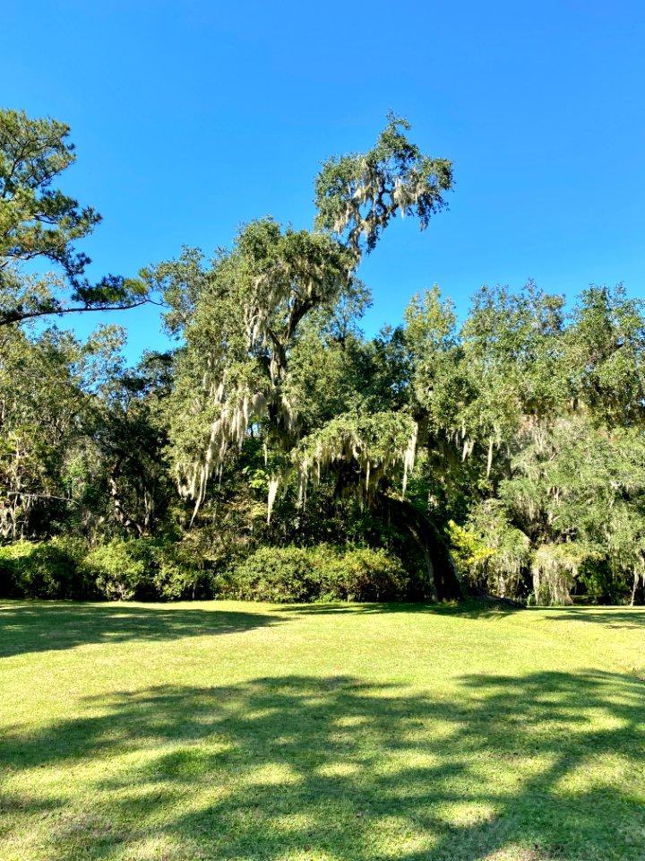 Trees, Drayton Hall, West Ashley, Charleston, SC 