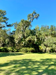 Trees, Drayton Hall, West Ashley, Charleston, SC 