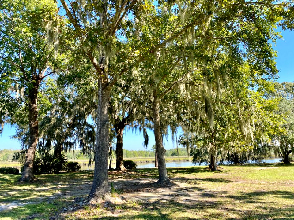 Trees, Drayton Hall, West Ashley, Charleston, SC 