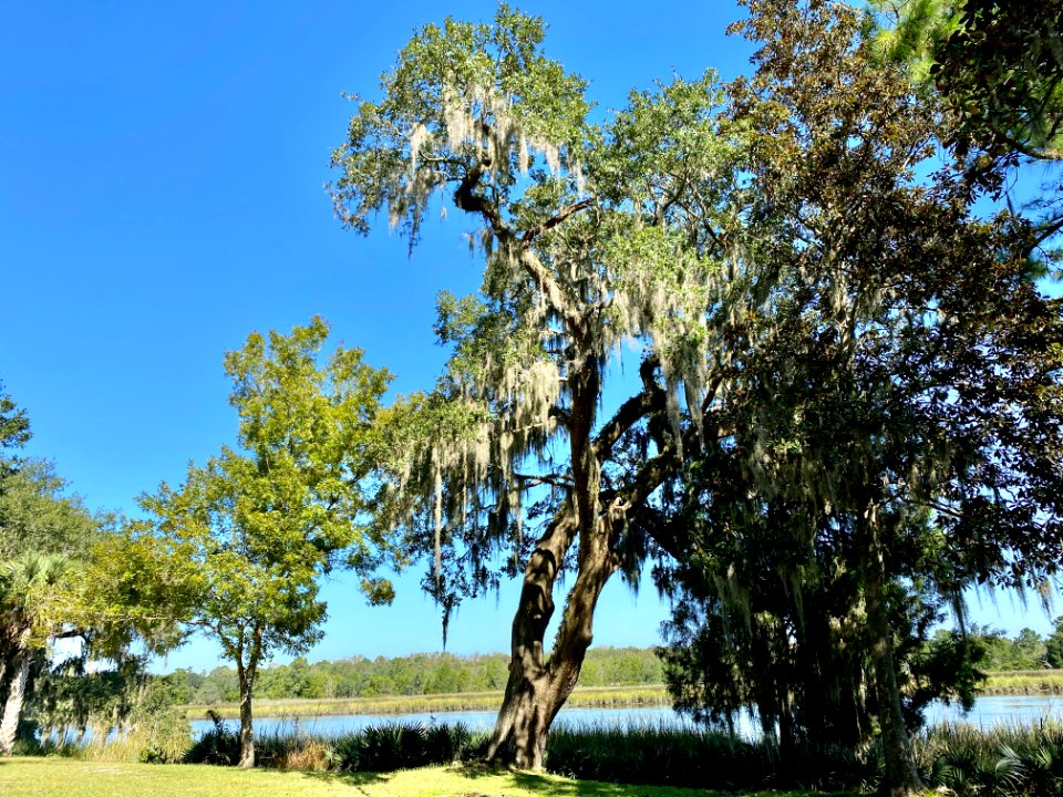 Ashley River, Drayton Hall, West Ashley, Charleston, SC 
