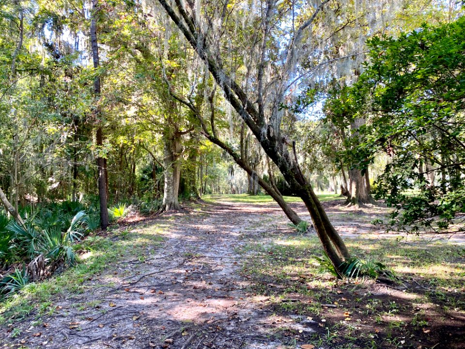 Trees, Drayton Hall, West Ashley, Charleston, SC 