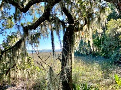 Ashley River, Drayton Hall, West Ashley, Charleston, SC 