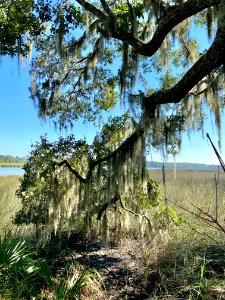Ashley River, Drayton Hall, West Ashley, Charleston, SC 