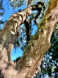 Trees, Drayton Hall, West Ashley, Charleston, SC 
