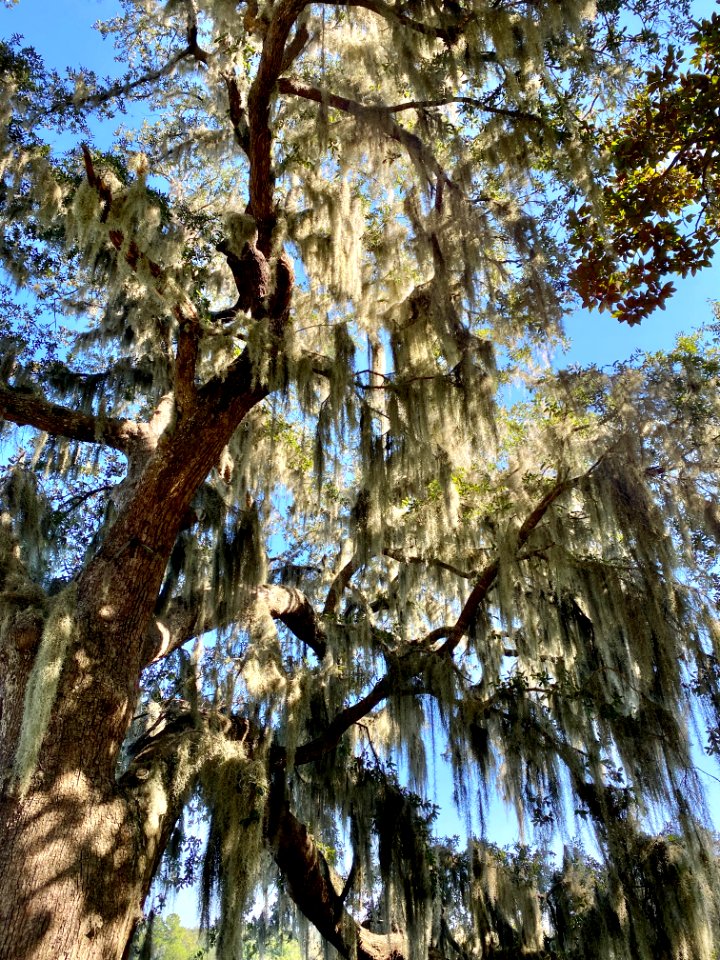 Trees, Drayton Hall, West Ashley, Charleston, SC 