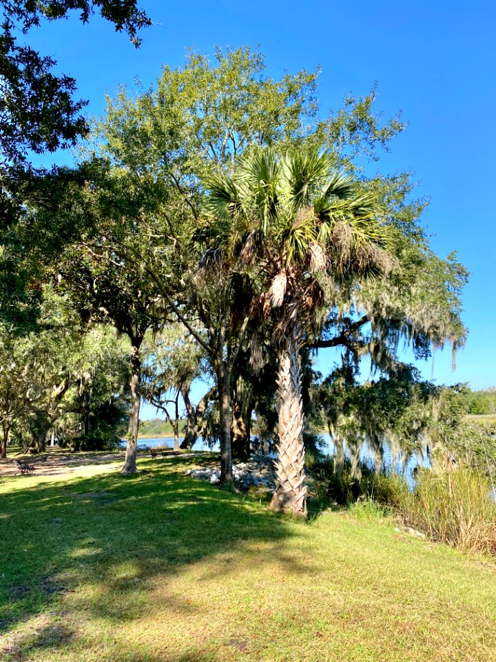 Trees, Drayton Hall, West Ashley, Charleston, SC 
