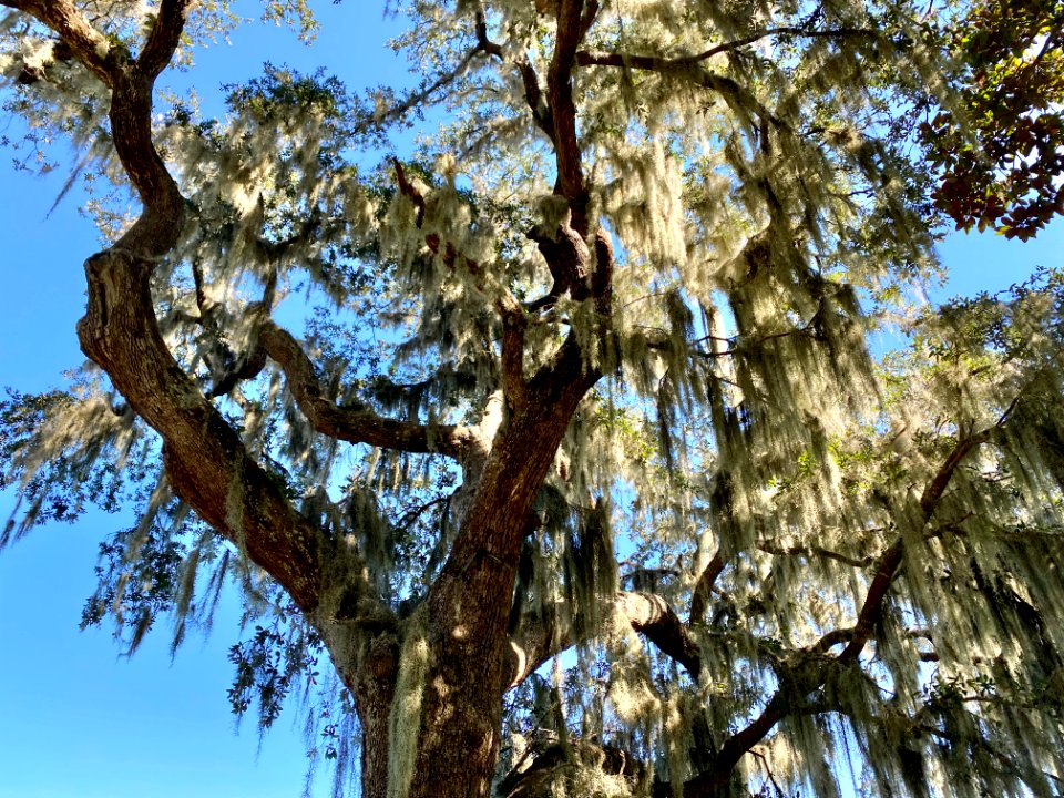 Trees, Drayton Hall, West Ashley, Charleston, SC 