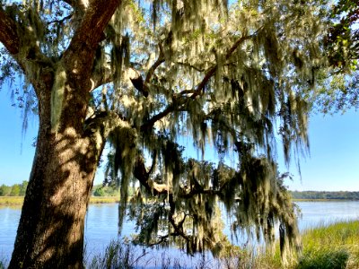 Ashley River, Drayton Hall, West Ashley, Charleston, SC 