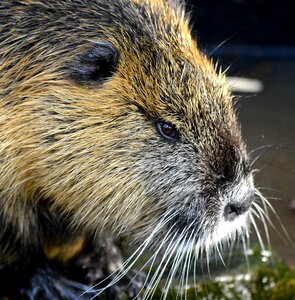 Water rat rodent coypu photo