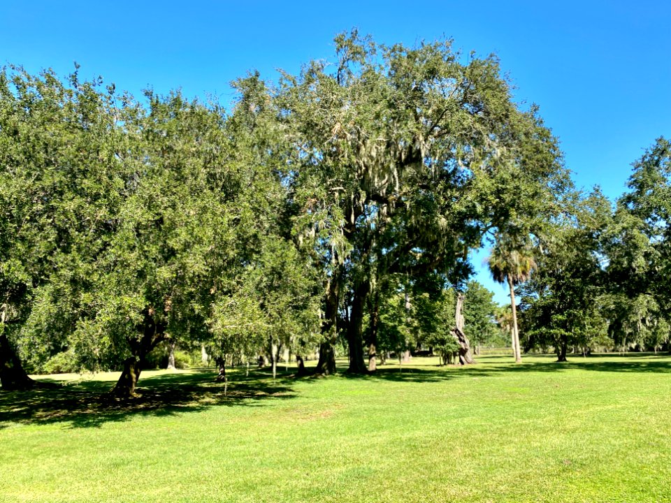Trees, Drayton Hall, West Ashley, Charleston, SC 