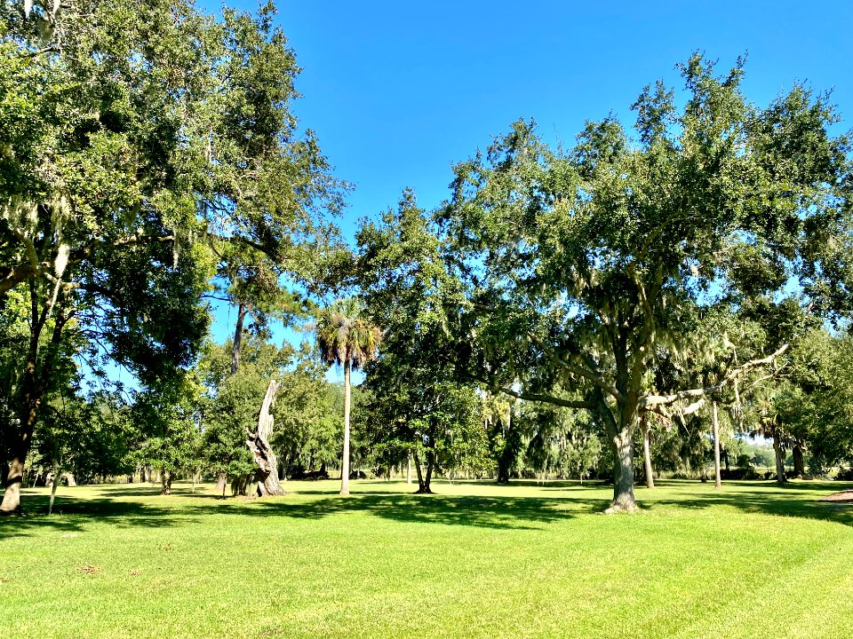 Trees, Drayton Hall, West Ashley, Charleston, SC 