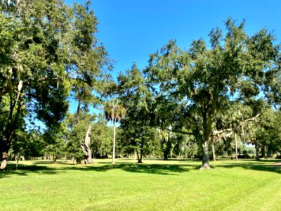 Trees, Drayton Hall, West Ashley, Charleston, SC 