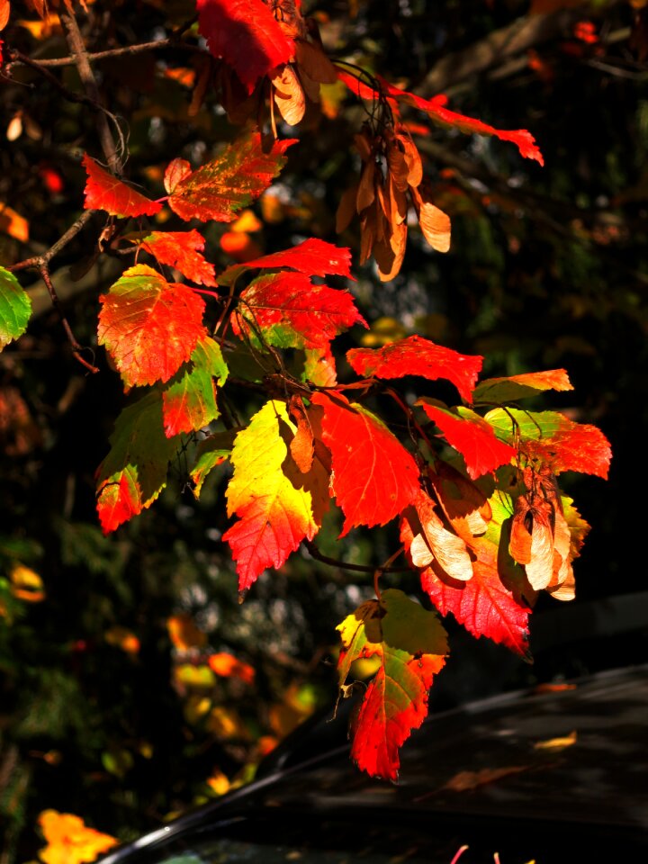 Yellow red colorful