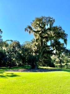 Trees, Drayton Hall, West Ashley, Charleston, SC 