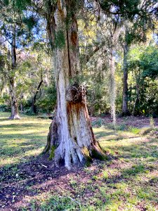 Trees, Drayton Hall, West Ashley, Charleston, SC 
