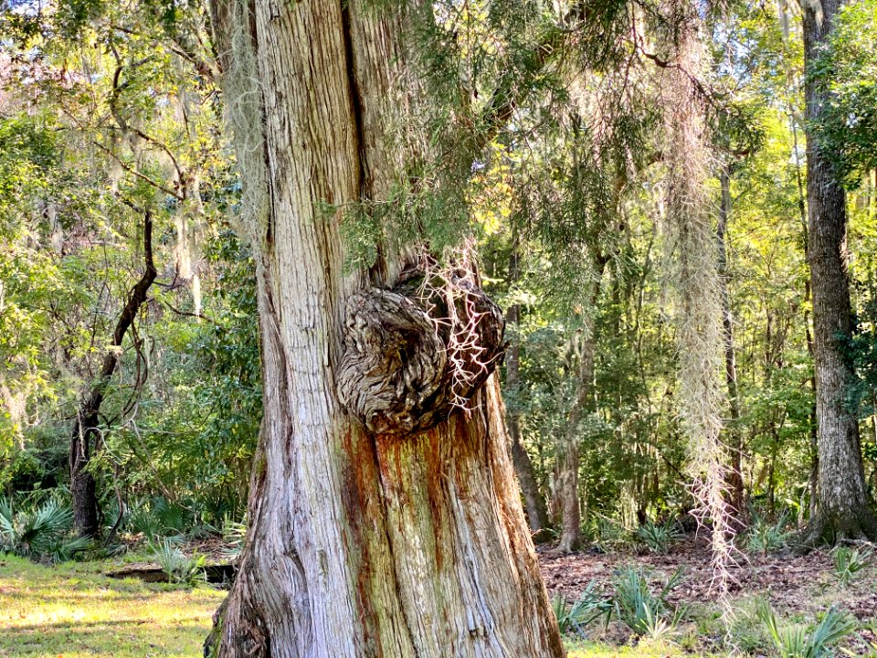 Trees, Drayton Hall, West Ashley, Charleston, SC 